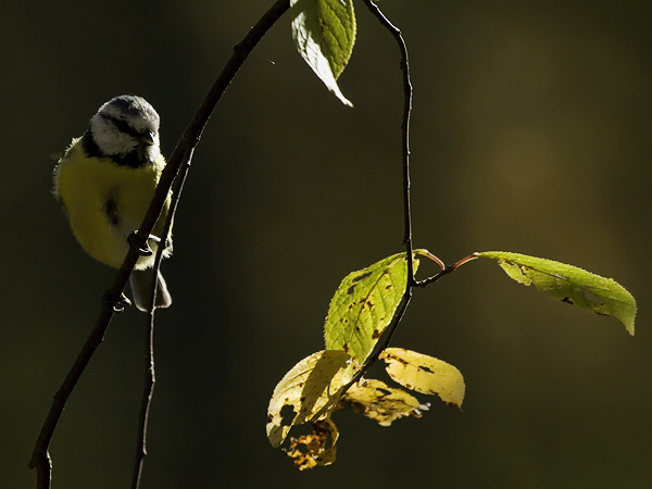 Sinitiainen, Blue Tit, Cyanistes caeruleus